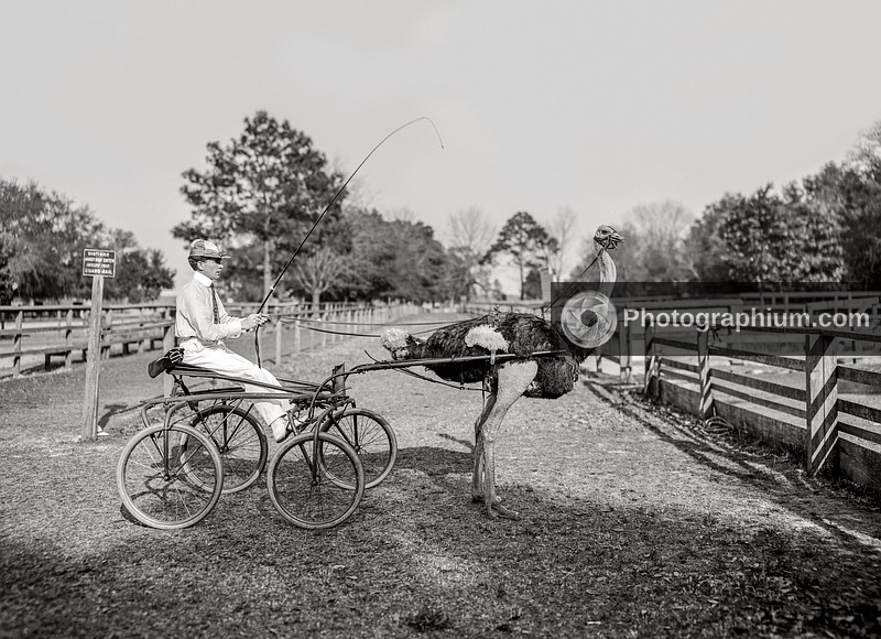 Oliver W., the famous trotting ostrich at Florida Ostrich Farm, Jacksonville, Florida. 1903