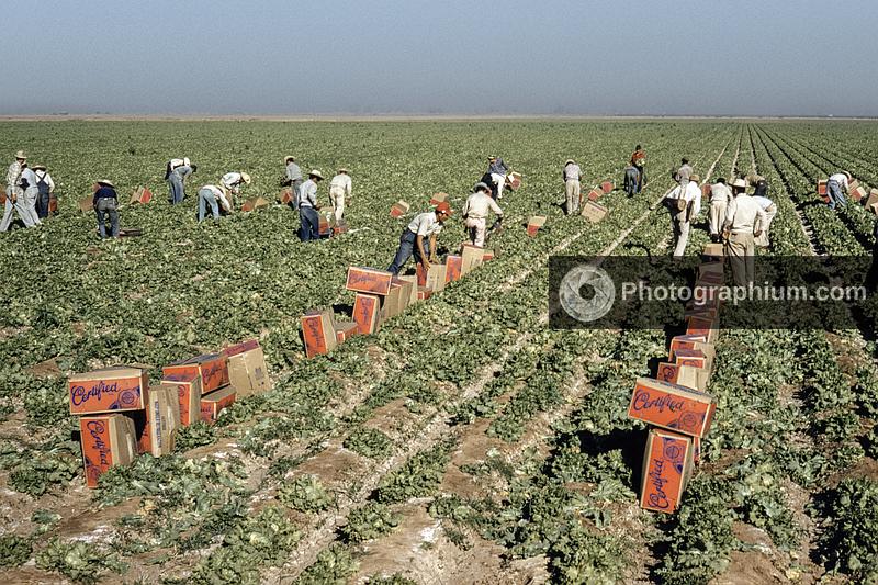Migrant workers harvesting lettuce in nation's salad bowl, Imperial Valley, California. 1955-1959