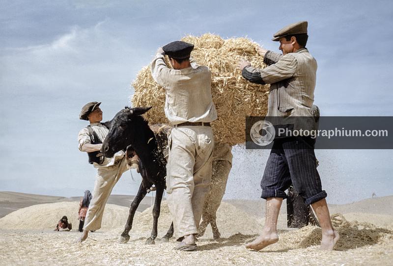 Threshing fields in a village near Tabriz. Iran. 1950-1955